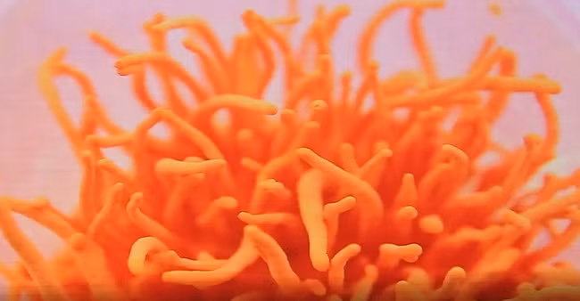 Sản phẩm được bảo quản trong môi trường hoàn toàn tự nhiên.