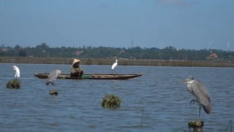 Người dân sử dụng nhiều chiếc bẫy, ngụy trang kín đáo để đánh bắt chim trời.