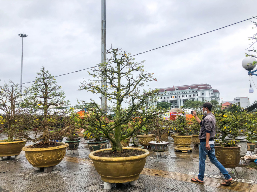 Giống như chợ hoa xuân các năm, số lượng tiểu thương bày bán mai vàng chiếm phần lớn các lô hoa kiểng tại chợ hoa Xuân Đà Nẵng (tại đường Quảng trường 2/9, quận Hải Châu, TP. Đà Nẵng. Trong đó, có rất nhiều cây mai vàng dáng đẹp, với tuổi thọ trên 100 năm, có giá bán vài trăm triệu đồng. Trong ảnh là những cây mai có giá bán từ 100-300 triệu. Ảnh: Hoàng Vinh.