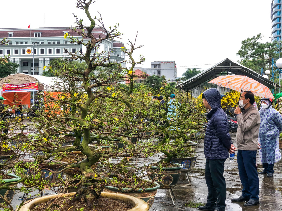 Người dân đi mua hoa mai tại chợ hoa Xuân Đà Nẵng. Ảnh: Hoàng Vinh.