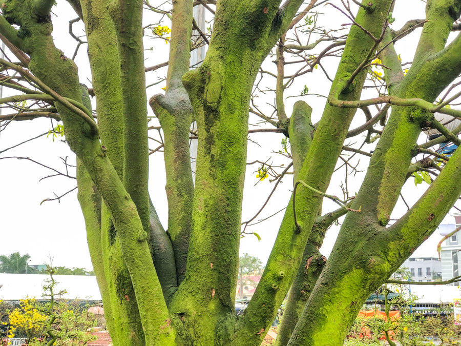 Anh Trương Hoài Phong (trú tỉnh Gia Lai) chủ một ki-ôt bán hoa mai tại chợ hoa Xuân Đà Nẵng cho biết, sở dĩ cây mai vàng có giá cao như vậy là do loại cây này có tuổi đời rất lâu, có cây đến nay đã trăm tuổi. Ảnh: Hoàng Vinh.