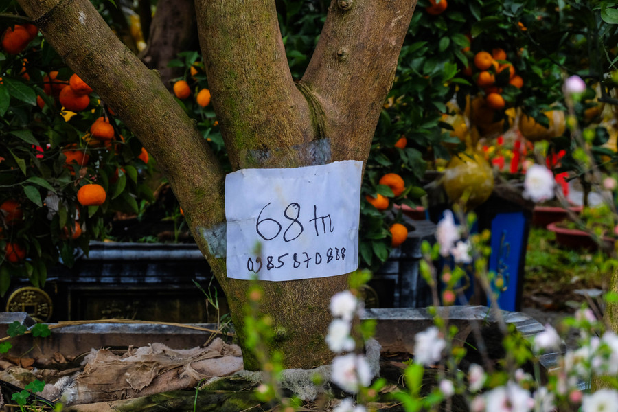 Giá bán được gắn trên thân cây. Ảnh: Hoàng Vinh.