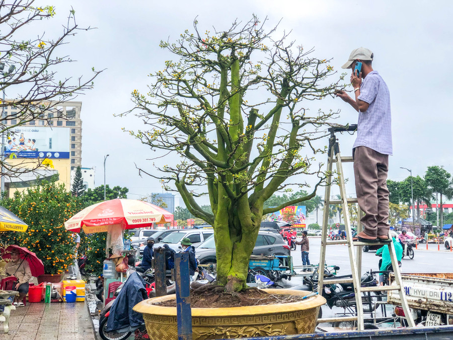 Cây mai có giá bán 700 triệu đồng của anh Phong đang được chuẩn bị cho khách hàng thuê. Theo anh Phong, anh cho thuê mai từ ngày 27 tháng Chạp đến khoảng 15-20 tháng Giêng. Ảnh: Hoàng Vinh.
