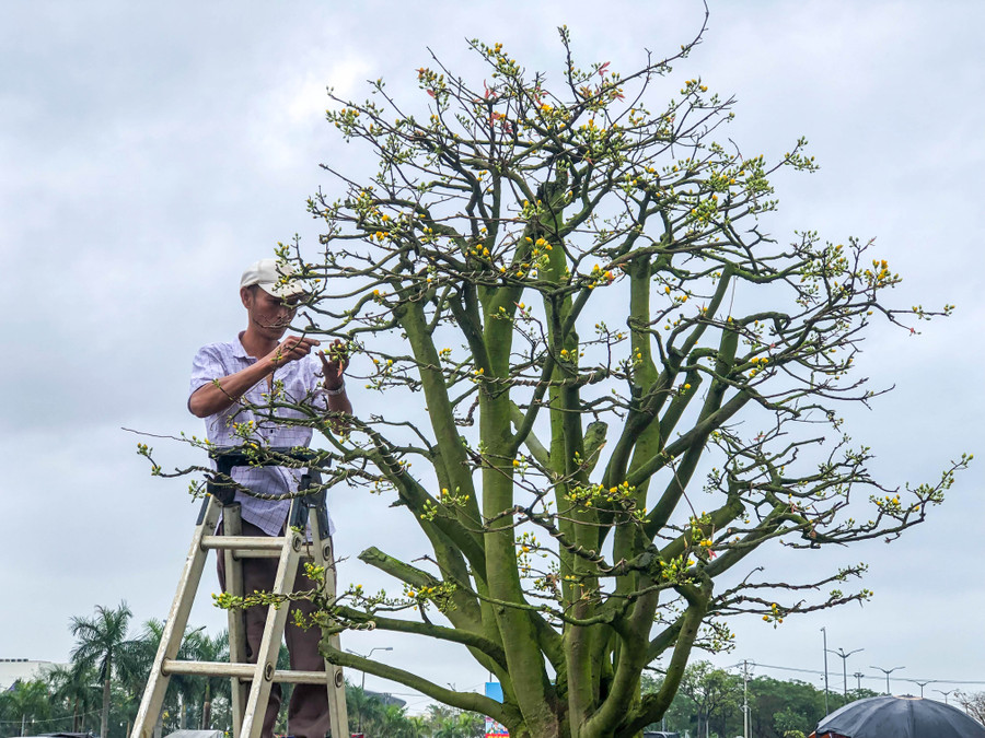 Nhân viên của anh Phong đang uốn những cây mai to để chuẩn bị đưa cho khách hàng thuê. Ảnh: Hoàng Vinh.