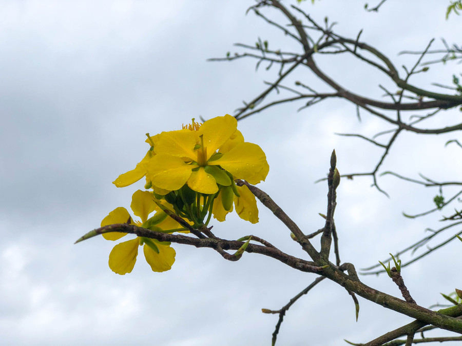 Những cây hoa mai giá trăm triệu bắt đầu khoe sắc. Ảnh: Hoàng Vinh.