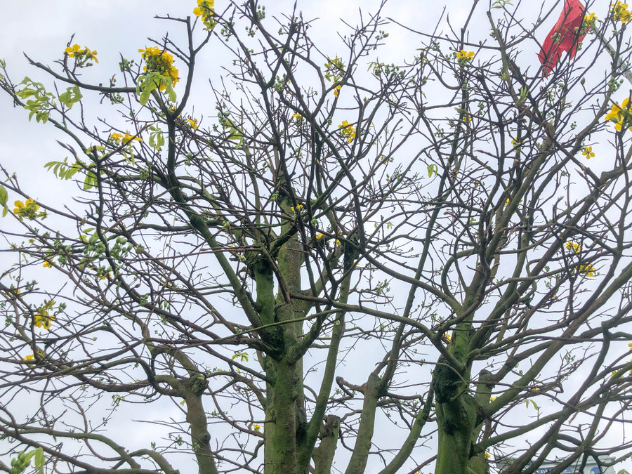 “Những cây mai này đã sống được hơn 40 năm tuổi, có cây còn cả trăm năm tuổi, hằng ngày được dày công chăm sóc. Thân và gốc mai to, thuộc vào loại quý hiếm, độc đáo. Đến thời điểm hiện tại tôi cho đã cho khách thuê 15 cây mai lớn, thu về gần 1 tỷ đồng tiền cho thuê mai” – anh Phong cho hay. Ảnh: Hoàng Vinh.