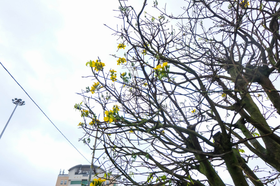 Mặc dù thời tiết năm nay lạnh và có mưa so với mọi năm nhưng một số cây mai đã nở hoa vàng rực trước Tết. Những thương lái ở đây thì vẫn đảm bảo hoa nhà vườn mình sẽ nở đúng ngày đúng dịp. Ảnh: Hoàng Vinh.