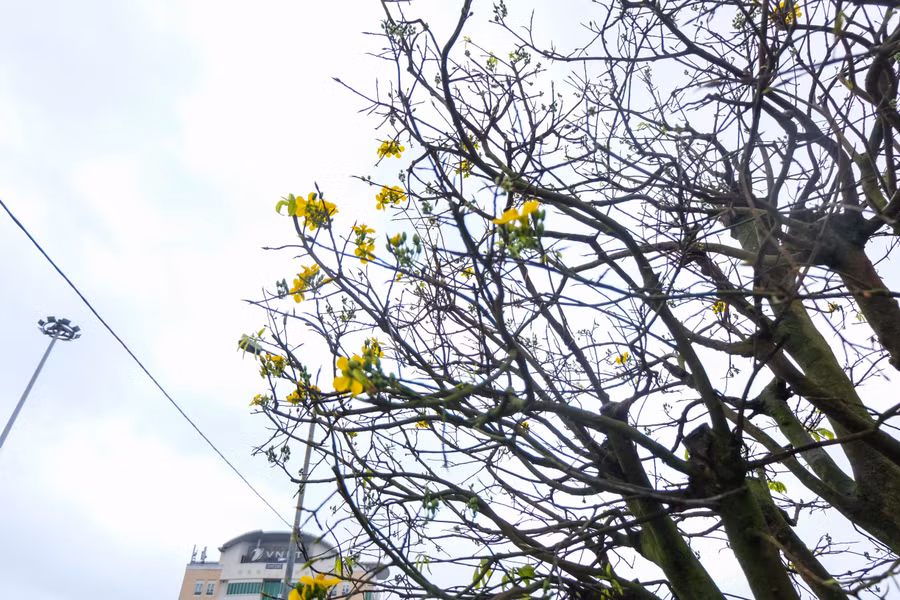 Mặc dù thời tiết năm nay lạnh và có mưa so với mọi năm nhưng một số cây mai đã nở hoa vàng rực trước Tết. Những thương lái ở đây thì vẫn đảm bảo hoa nhà vườn mình sẽ nở đúng ngày đúng dịp. Ảnh: Hoàng Vinh.