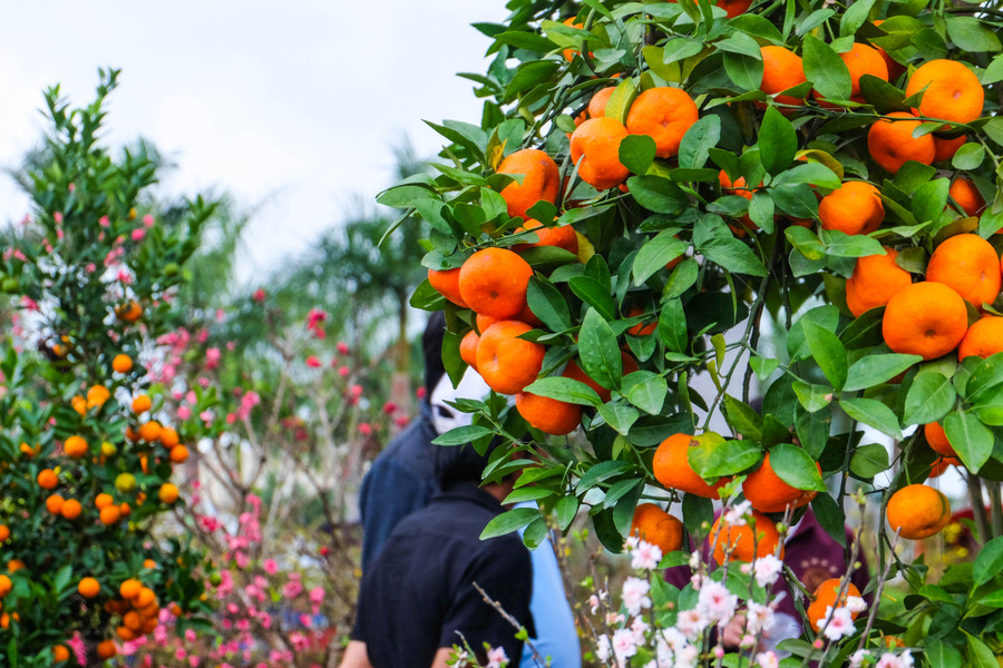 Theo chủ cây quýt, cây quýt hồng này có tuổi đời 40 năm tuổi, đều đặn ra quả đúng dịp Tết. Ảnh: Hoàng Vinh.