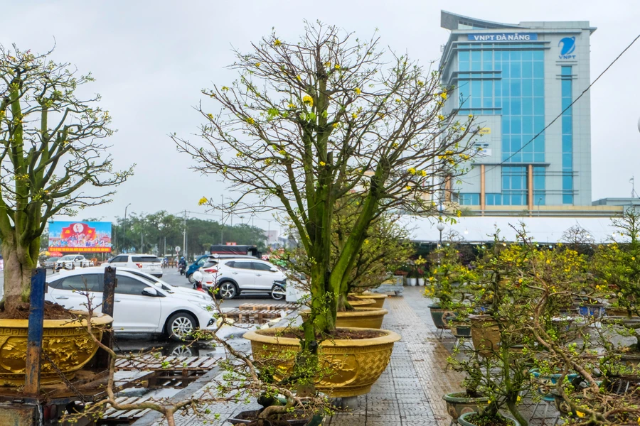 Những chậu mai 'độc' và 'lạ' tại chợ hoa Xuân Đà Nẵng. Ảnh: Hoàng Vinh. 