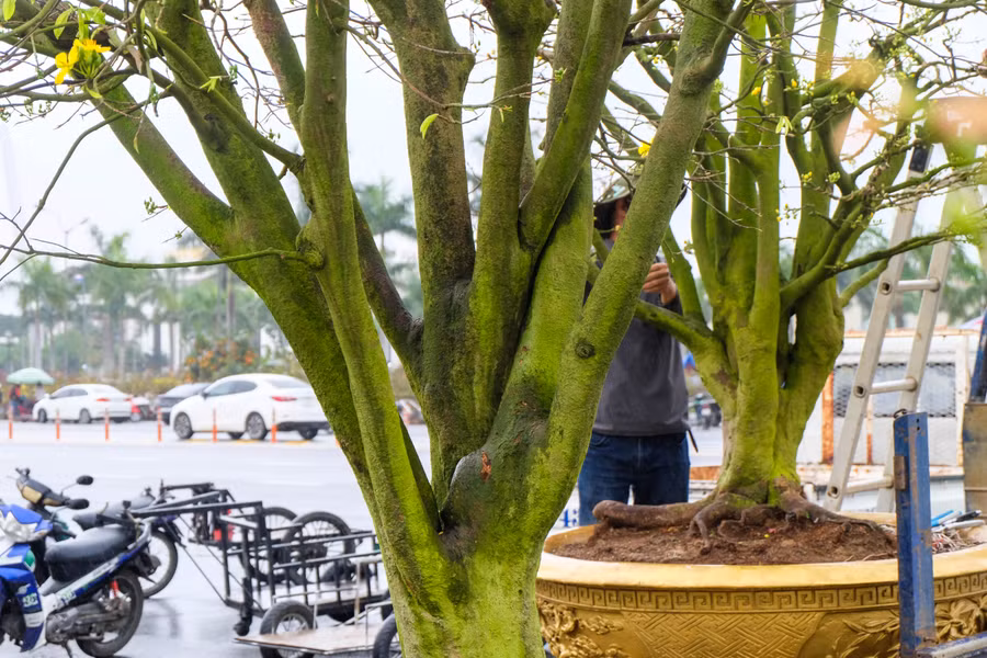 Thân cây mai trăm triệu đều "độc" và "lạ". Ảnh: Hoàng Vinh.