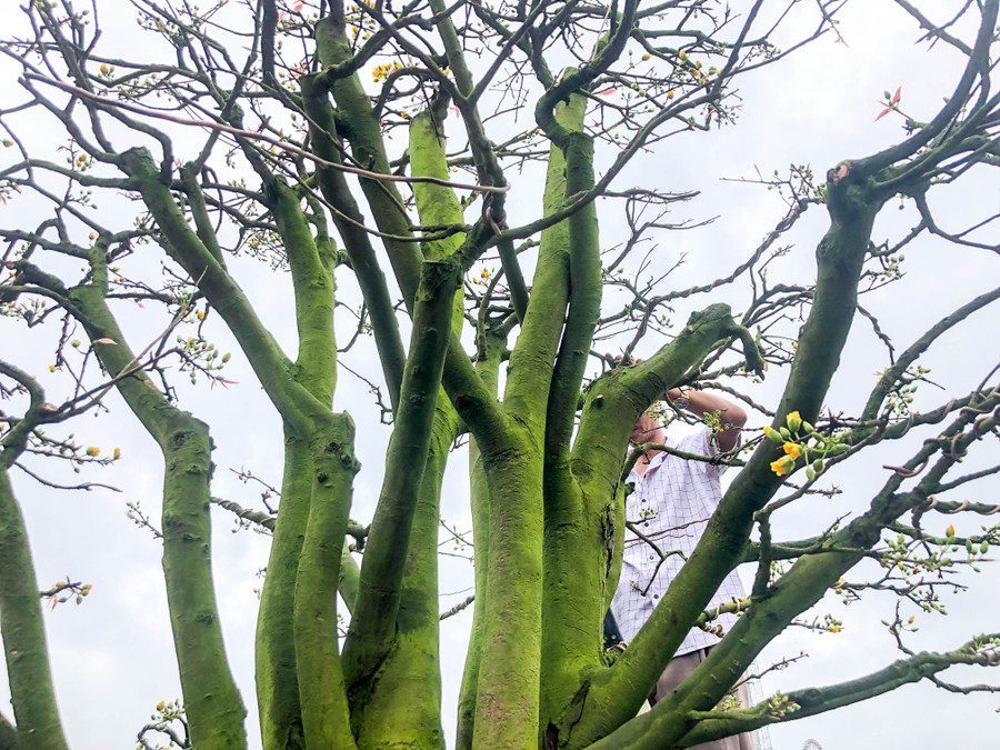 Bông nở đúng dịp Tết Nguyên đán. Ảnh: Hoàng Vinh.