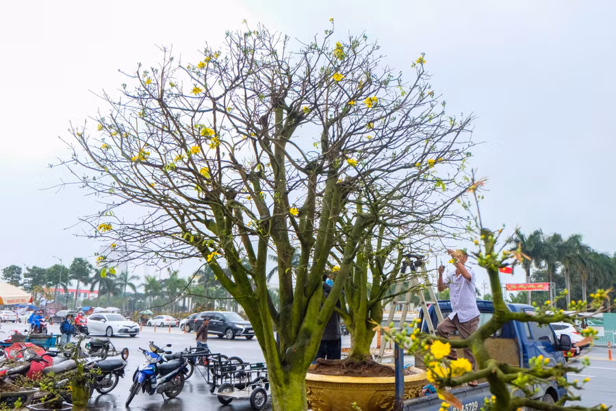 Dạo một vòng quanh chợ hoa Xuân Đà Nẵng có thể bắt gặp những cây mai to với giá dao động từ 100-700 triệu, thậm chí có cây mai 2 tỷ. Những cây mai nhỏ hơn thì được bán từ 2 triệu đến 90 triệu đồng. Ảnh: Hoàng Vinh.