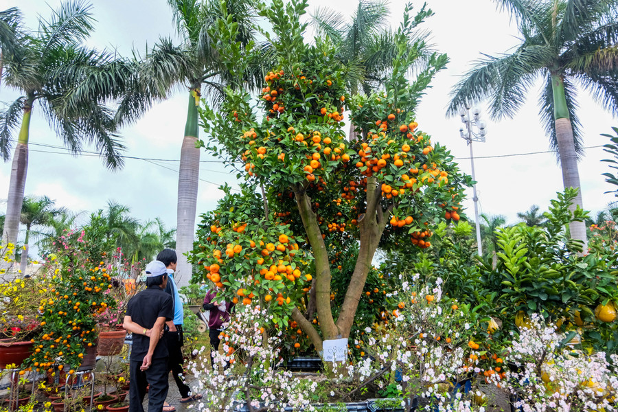Đây là cây quýt hồng có giá 68 triệu đồng. Ảnh: Hoàng Vinh.