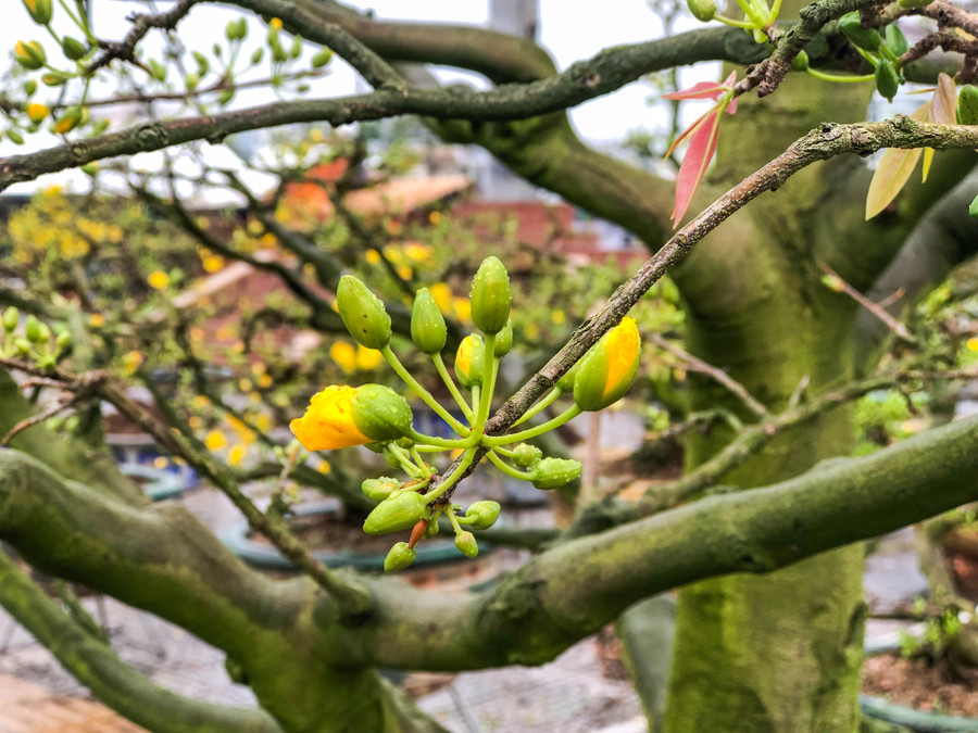 Anh Phong cho hay, anh đem từ tỉnh Gia Lai xuống chợ hoa Đà Nẵng gần 300 chậu mai nhỏ và 20 chậu mai to. Các chậu mai to độc và lạ có giá bán từ 300 triệu đến 700 triệu. Có cây mai giá bán 2 tỷ. Tuy nhiên, khách hàng đến quầy hoa của anh đều mua những chậu mai nhỏ, còn chậu lớn anh đã cho khách hàng thuê chưng trong dịp Tết. Cây mai giá bán 2 tỷ đã được anh cho thuê với giá 100 triệu đồng. Ảnh: Hoàng Vinh.