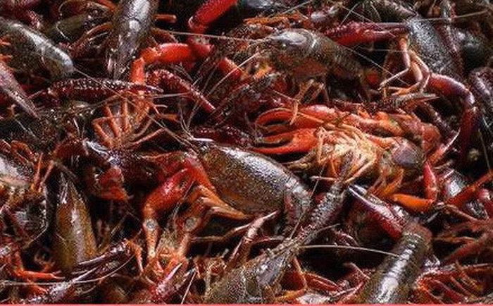 Tôm hùm đất (Ảnh minh hoạ)