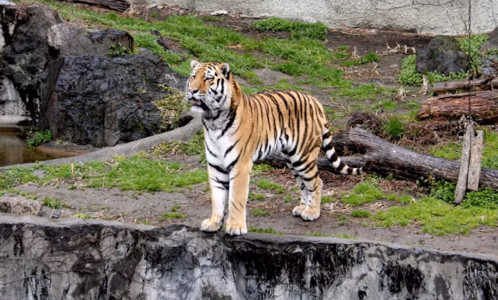 Đến nay, Ban quản lý Vườn Quốc gia Phong Nha - Kẻ Bàng đã chuẩn bị bản kế hoạch cụ thể nhằm bảo đảm việc tiếp nhận, vận chuyển và cứu hộ kịp thời, lâu dài 7 cá thể hổ nói trên (Ảnh: Minh Hoạ).