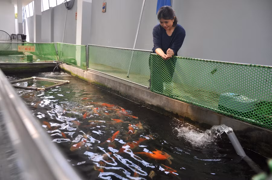 Một góc hồ nuôi cá Koi của anh Trần Thướt Vỹ.