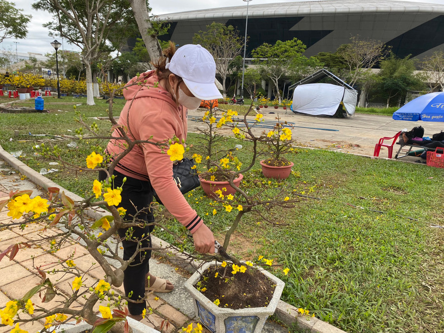 Do bán ế, chị Nhung đành cắt hoa mai đang để chở chuẩn bị đưa lên xe chở về vườn chăm sóc. Do bán ế, chị Nhung đành cắt hoa mai đang để chở chuẩn bị đưa lên xe chở về vườn chăm sóc.