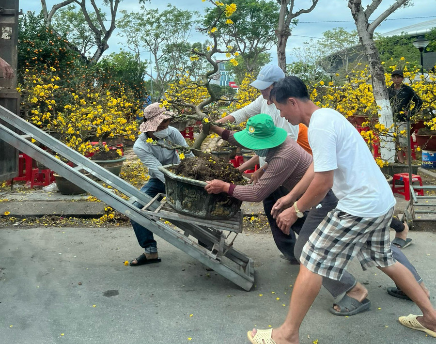 Nhiều tiểu thương bấm hoa chở mai về lại vườn để chăm sóc do không có người mua.