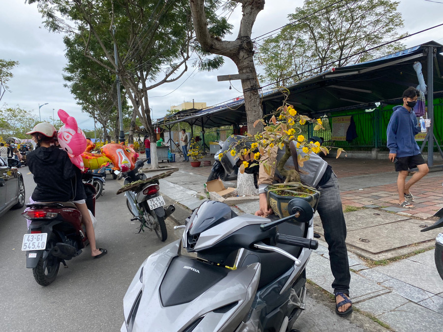 Nhiều người tranh thủ mua cây mai trước khi chợ hoa kết thúc. Nhiều người tranh thủ mua cây mai trước khi chợ hoa kết thúc.