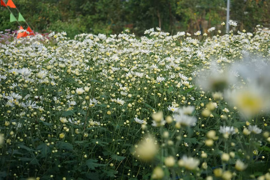 Khoe sắc trắng tinh khôi. Ảnh: Sơn Đoàn.