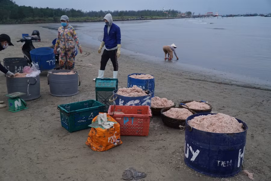 Giá ruốc tươi khoảng 30.000 - 45.000 đồng/kg.