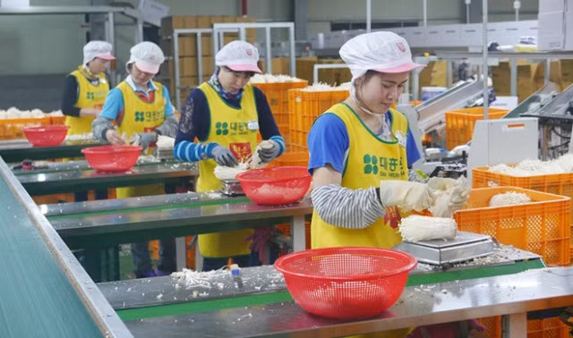 Người lao động đi làm việc thời vụ tại Hàn Quốc có độ tuổi từ 30 - 55 (ảnh nguồn dolab)