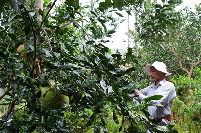 Nội dung truyền thông giảm nghèo trong giai đoạn tới sẽ tập trung hỗ trợ các nội dung kiến thức, kỹ năng sản xuất để người dân thoát nghèo