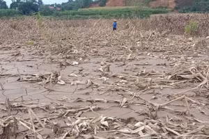 Cánh đồng tại huyện Trấn Yên hoang tàn sau khi nước rút.