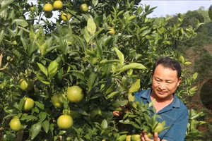 Anh Giàng Quảng Hà bên những trái cam mọng nước.