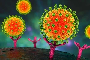 Tuyên Quang tăng cường giám sát, phòng tránh dịch bệnh do virus Nipah. (Ảnh: Minh họa)