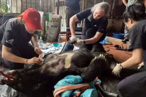 Thành viên Tổ chức Động vật Châu Á tiến hành thăm khám sức khỏe cá thể gấu.