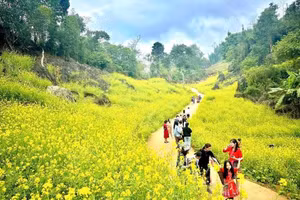 Du khách thích thú check-in con đường hoa cải.