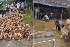 Bà con xã Mường Lai giúp vớt và bán số gà chết do mưa lũ giúp người bị thiệt hại.