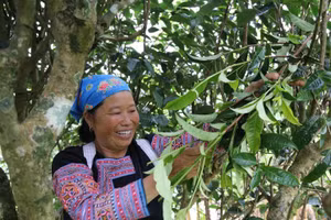 Chè Shan tuyết cổ thụ góp phần giúp bà con người Mông ở Pà Cò nâng cao thu nhập, giảm nghèo. (Ảnh: Viết Linh)