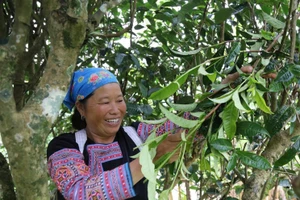 Chè Shan tuyết cổ thụ góp phần giúp bà con người Mông ở Pà Cò nâng cao thu nhập, giảm nghèo. (Ảnh: Viết Linh)