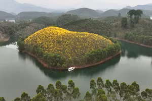 Hòn đảo rực vàng mùa hoa nở.