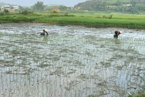 Những cây mạ ST25 đầu tiên đã được cấy xuống trên diện tích 3 sào ruộng của gia đình ông Lê Ngọc Thịnh, thôn Phú Thị, tỉnh Tuyên Quang.