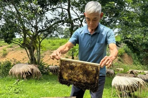 Lão nông Lý Văn Dư bên đàn ong thuần của mình.