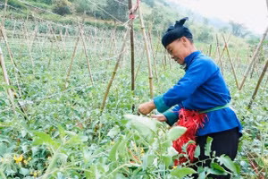 Người dân vùng cao có thu nhập ổn định nhờ nông sản sạch. (Ảnh: Vũ Mừng)