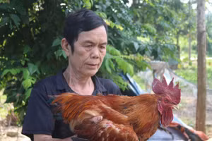 Người nông dân làm giàu từ mô hình nuôi lợn đen, gà mía.