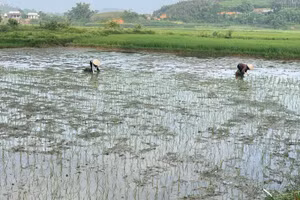 Những cây mạ ST25 đầu tiên đã được cấy xuống trên diện tích 3 sào ruộng của gia đình ông Lê Ngọc Thịnh, thôn Phú Thị, tỉnh Tuyên Quang. 