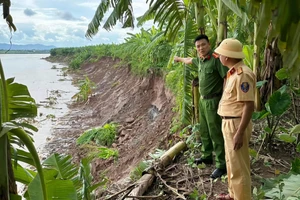 Sạt lở trên tuyến sông Hồng tại Phú Thọ chỉ cách nhà dân vài chục mét.