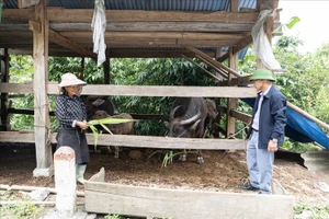 Cán bộ xã Lao Chải hướng dẫn các biện pháp phòng tránh rét cho đàn trâu của gia đình bà Bàn Thị Liệt.