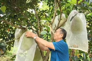 Ông Pao chăm sóc vườn quả của mình. (Ảnh: Phạm Hoan)