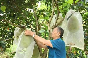 Ông Pao chăm sóc vườn quả của mình. (Ảnh: Phạm Hoan)