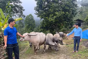 Mô hình nuôi trâu sinh sản mang lại thu nhập ổn định cho gia đình anh Hoàng Văn Việt, thôn Nậm Khương, xã Khuôn Lùng. (Ảnh: Hồng Nhung)