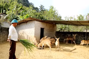 Mô hình nuôi hươu mang lại hiệu quả kinh tế cao. (Ảnh: Lê Hải)