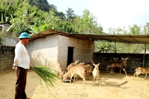 Mô hình nuôi hươu mang lại hiệu quả kinh tế cao. (Ảnh: Lê Hải)